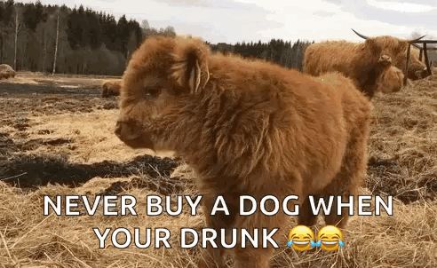 A Picture Of A Dog With A Caption That Says Never Buy A Dog When Your Drunk GIF