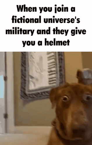 A Picture Of A Dog With A Caption That Says When You Join A Fictional Universe 'S Military GIF
