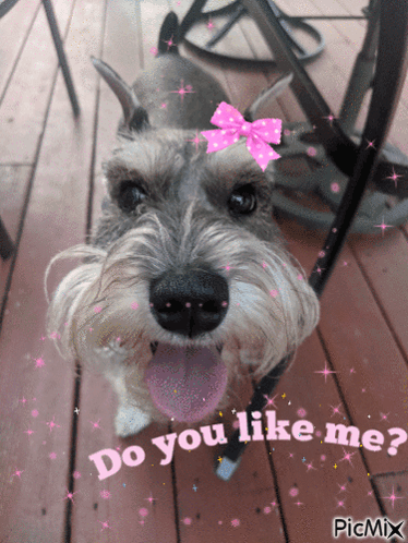Dog With Pink Bow Saying Do You Like Me GIF