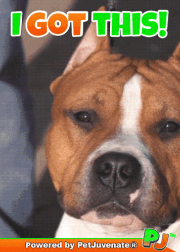 A Picture Of A Dog With I Got This Written On It GIF