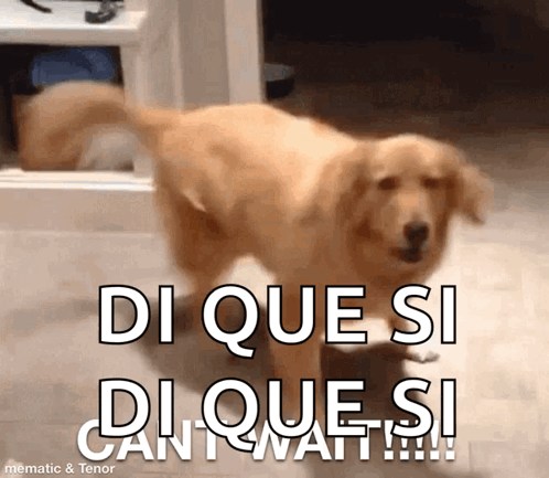 A Picture Of A Dog With The Caption Di Que Si Di Que Si Cant Wait GIF