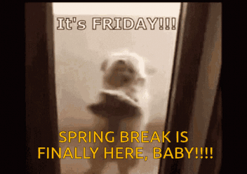 A Picture Of A Dog With The Caption It 'S Friday Spring Break Is Finally Here Baby GIF