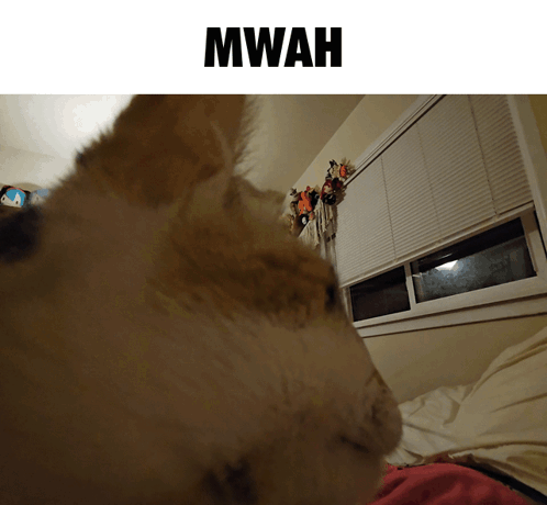 A Picture Of A Dog With The Word Mwah On The Bottom GIF