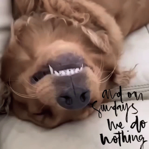 A Picture Of A Dog With The Words And On Sundays We Do Nothing GIF