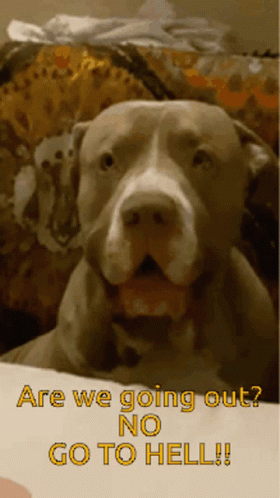 A Picture Of A Dog With The Words Are We Going Out No Go To Hell On The Bottom GIF