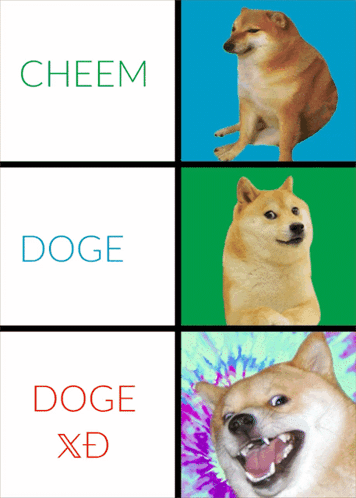 A Picture Of A Dog With The Words Cheem Doge And Doge Xd On The Bottom GIF
