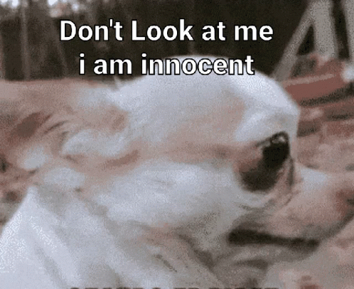A Picture Of A Dog With The Words " Do N't Look At Me I Am Innocent " On It GIF