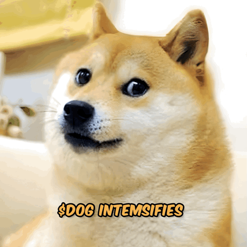 A Picture Of A Dog With The Words Dog Intemsifies Below It GIF