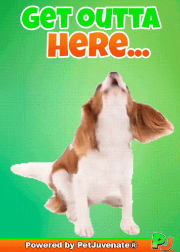 A Picture Of A Dog With The Words Get Outta Here Written Above It GIF