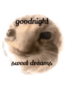 a picture of a dog with the words `` goodnight sweet dreams '' written above it .