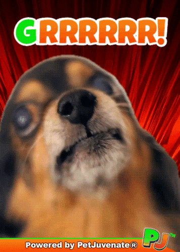 A Picture Of A Dog With The Words Grrrrrr On It GIF
