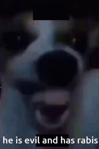A Picture Of A Dog With The Words " He Is Evil And Has Rabis " Below It GIF
