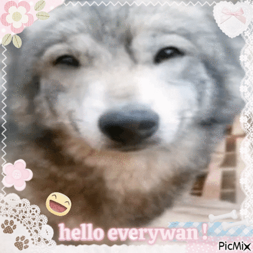 A Picture Of A Dog With The Words Hello Everywan GIF