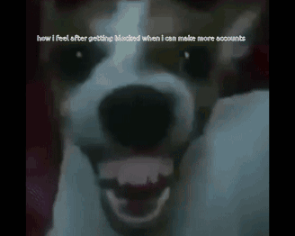 A Picture Of A Dog With The Words " How I Feel After Getting Blocked When I Can Make More Accounts " GIF