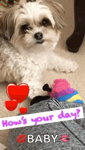 A Picture Of A Dog With The Words " How 'S Your Day Baby " GIF
