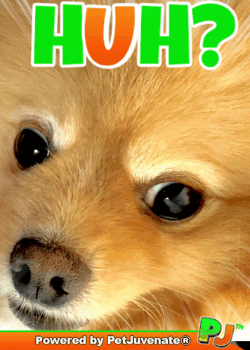 A Picture Of A Dog With The Words Huh Behind It GIF