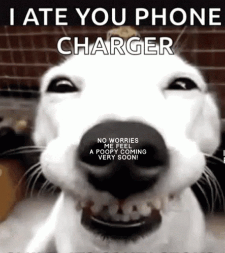 A Picture Of A Dog With The Words " I Hate You Phone Charger " Above It GIF