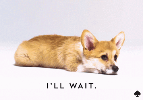 A Picture Of A Dog With The Words I 'Ll Wait GIF