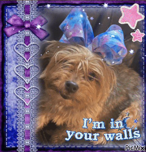 A Picture Of A Dog With The Words I 'M In Your Walls Above It GIF