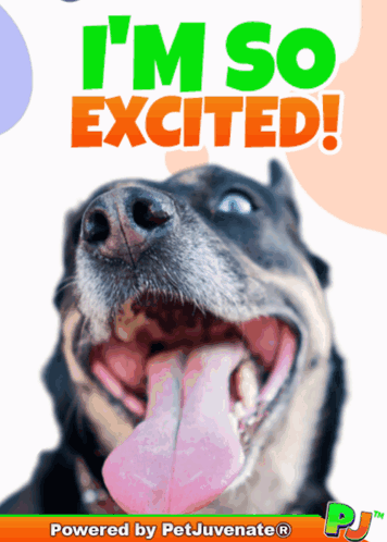 A Picture Of A Dog With The Words I 'M So Excited Behind It GIF