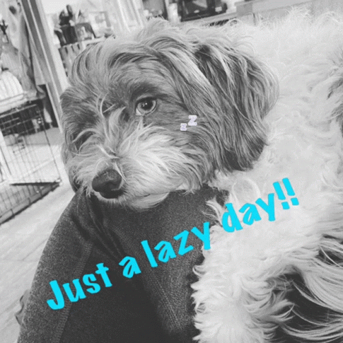 A Picture Of A Dog With The Words Just A Lazy Day Written Below It GIF