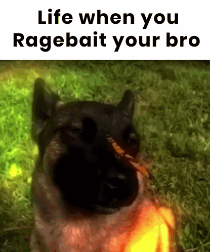 A Picture Of A Dog With The Words Life When You Ragebait Your Bro On The Bottom GIF