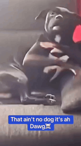 A Picture Of A Dog With The Words That Ain 'T No Dog It 'S Ah Dawg Below It GIF
