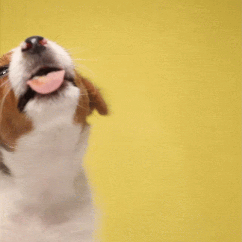 A Picture Of A Dog With The Words Tongue Out Tuesday GIF
