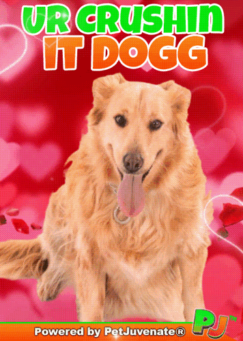 a picture of a dog with the words ur crushin it dogg