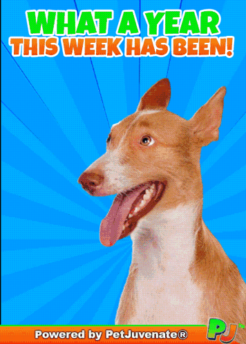 A Picture Of A Dog With The Words What A Year This Week Has Been On It GIF