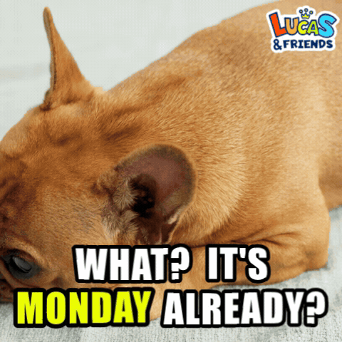 A Picture Of A Dog With The Words What ? It 'S Monday Already On It GIF
