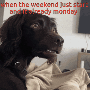 A Picture Of A Dog With The Words When The Weekend Just Start And It Already Monday GIF