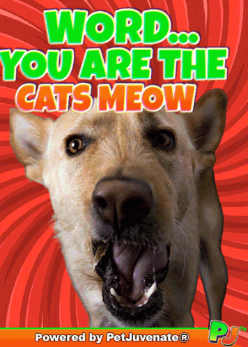 A Picture Of A Dog With The Words " Word You Are The Cats Meow " GIF