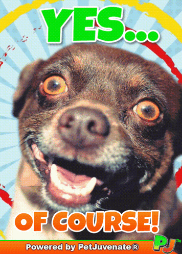 A Picture Of A Dog With The Words Yes Of Course GIF
