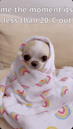 A Picture Of A Dog Wrapped In A Blanket With The Caption Me The Moment Its Less Than 20 Degrees Out GIF