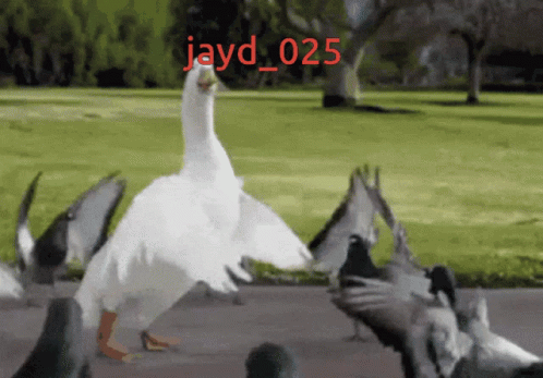 A Picture Of A Duck And Pigeons With Jayd_025 Written In Red GIF