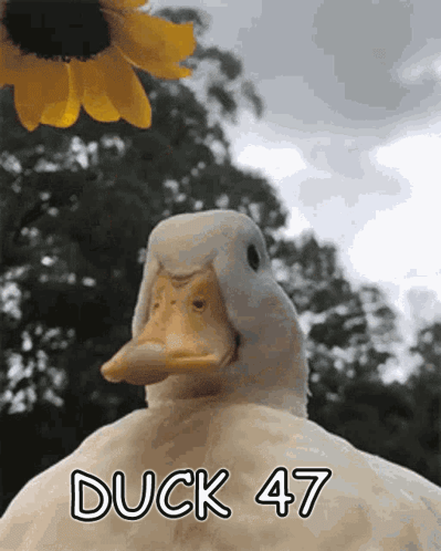 A Picture Of A Duck With Duck 47 Written On It GIF