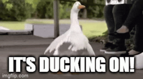 A Picture Of A Duck With The Words It 'S Ducking On .. GIF