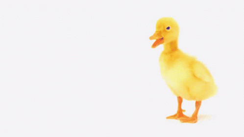 a picture of a duck with the words you 're the best behind it