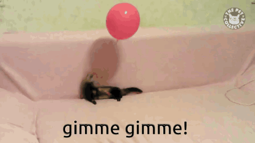 a picture of a ferret holding a red balloon with the words gimme gimme