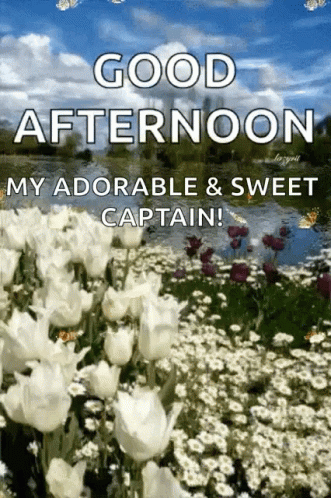 A Picture Of A Field Of White Flowers With The Words Good Afternoon My Adorable And Sweet Captain . GIF