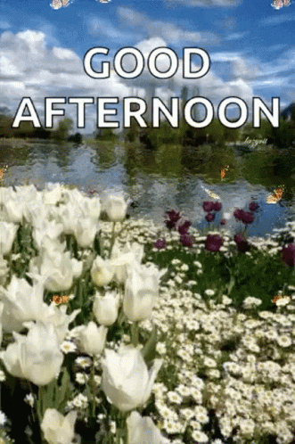 A Picture Of A Field Of White Flowers With The Words `` Good Afternoon '' Written On It . GIF