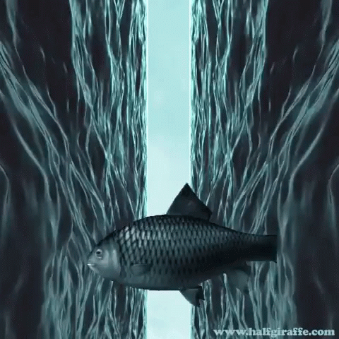 A Picture Of A Fish In The Water With The Website Www.haligiraffe.com In The Bottom Right Corner GIF
