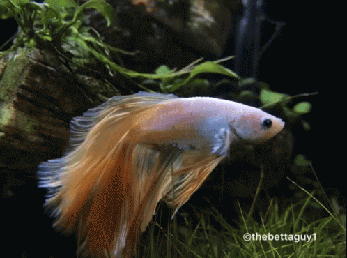 A Picture Of A Fish Taken By The Betta Guy GIF