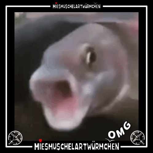 A Picture Of A Fish With Its Mouth Open And The Words Omg Written Below It GIF