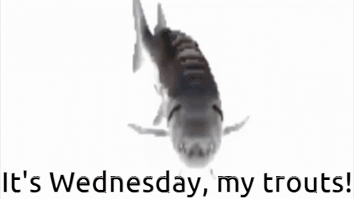 A Picture Of A Fish With The Words It 'S Wednesday My Trouts GIF