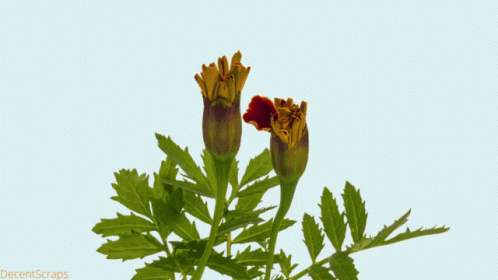 A Picture Of A Flower With The Words Decentscraps On The Bottom Right GIF