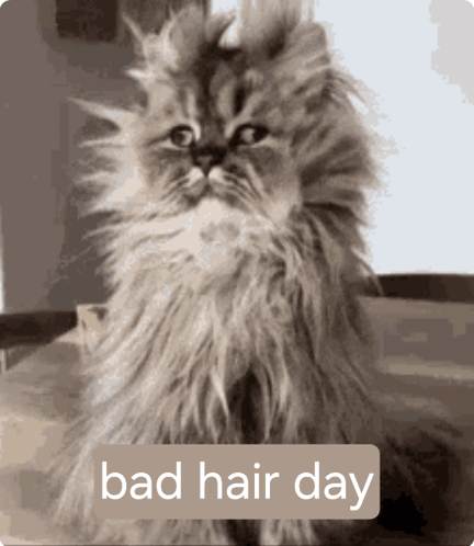 A Picture Of A Fluffy Cat With The Words Bad Hair Day Below It GIF