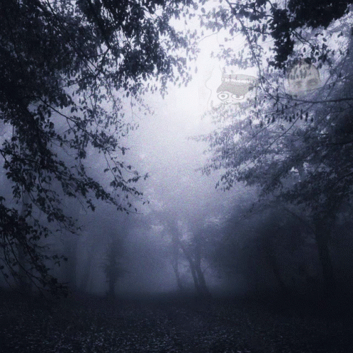 A Picture Of A Foggy Forest With A Watermark That Says ' N. Thompson ' GIF