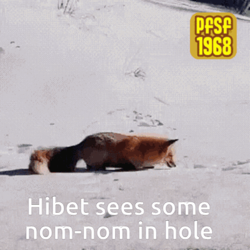 A Picture Of A Fox In The Snow With The Words Hibet Sees Some Nom-Nom In Hole Below It GIF